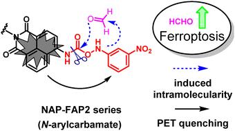 Fluorescent probes for formaldehyde based on formaldehyde-promoted C–N cleavage of azanyl carbamates†