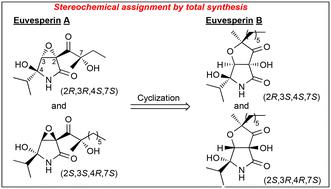 Toward the stereochemical assignment of euvesperins A and B: total synthesis of the possible structures of the natural products†