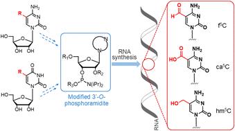 Chemistry of installing epitranscriptomic 5-modified cytidines in RNA oligomers