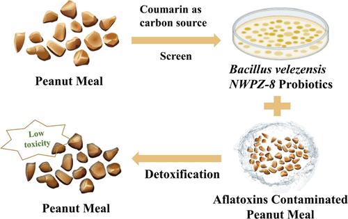 Screening, Identification, and Application of Bacillus velezensis NWPZ-8 Probiotics to Aflatoxin Detoxification in Peanut Meal