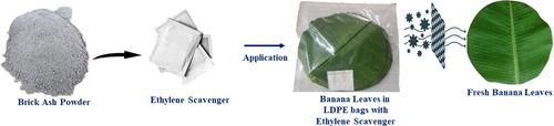 Revamping Ethylene Absorption Utilizing Brick Ash in Packaging for Prolonging the Freshness of Banana Leaves