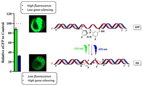 In Vivo Injection of Reversible Optically Controlled Short Interfering RNA into Japanese Medaka Embryos (Oryzias latipes) to Regulate Gene Silencing