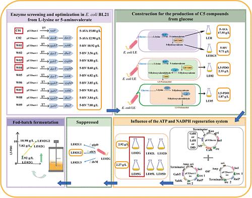 Metabolic Engineering of High L-Lysine-Producing Escherichia coli for de Novo Production of L-Lysine-Derived Compounds