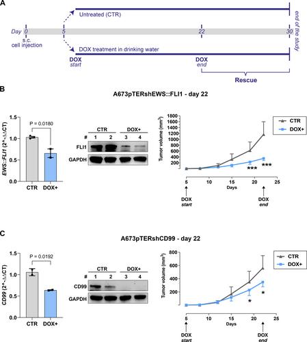 CD99 contributes to the EWS::FLI1 transcriptome by specifically affecting FOXM1-targets involved in the G2/M cell cycle phase, thus influencing the Ewing sarcoma genetic landscape