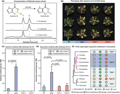 Post-transfer adaptation of HGT-acquired genes and contribution to guanine metabolic diversification in land plants