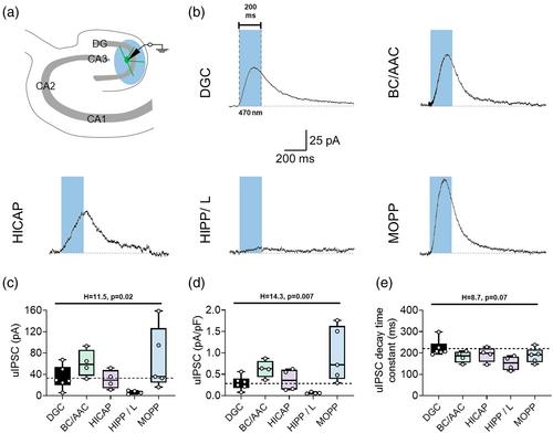 Postsynaptic GABAB-receptor mediated currents in diverse dentate gyrus interneuron types