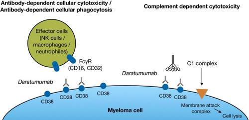 Mechanisms of resistance to daratumumab in patients with multiple myeloma