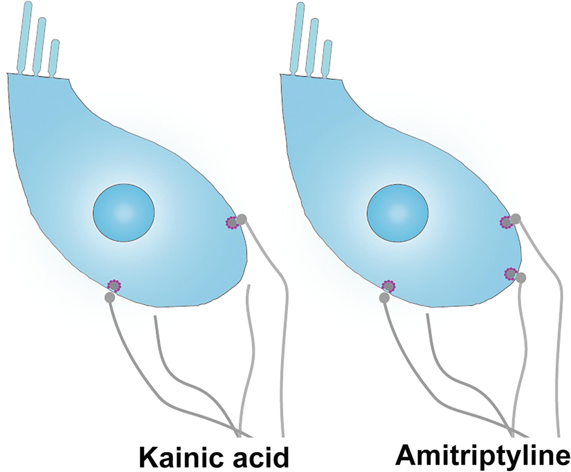 Amitriptyline protects afferent synapses in the cochlea against excitotoxic trauma in vitro