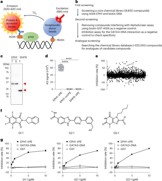 A chemical approach to extend flower longevity of Japanese morning glory via inhibition of master senescence regulator EPHEMERAL1