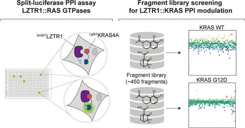 Identification and Characterization of Novel Small-Molecule Enhancers of the CUL3LZTR1 E3 Ligase KRAS Complex