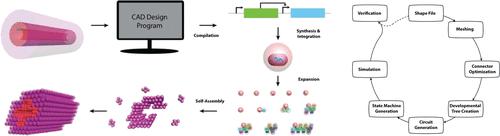 Algorithms for Autonomous Formation of Multicellular Shapes from Single Cells