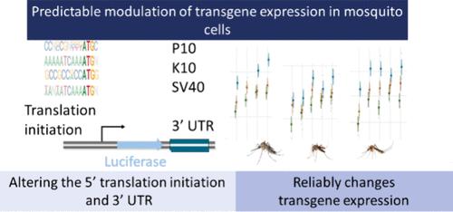 A Synthetic Biology Approach to Transgene Expression in Insects