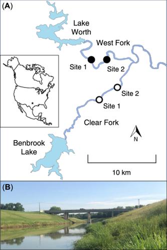 Effects of Taxon and Body Size on Mercury Concentrations in Spiders from Two Rivers with Different Levels of Mercury Contamination: Implications for the Use of Riparian Spiders as Sentinels