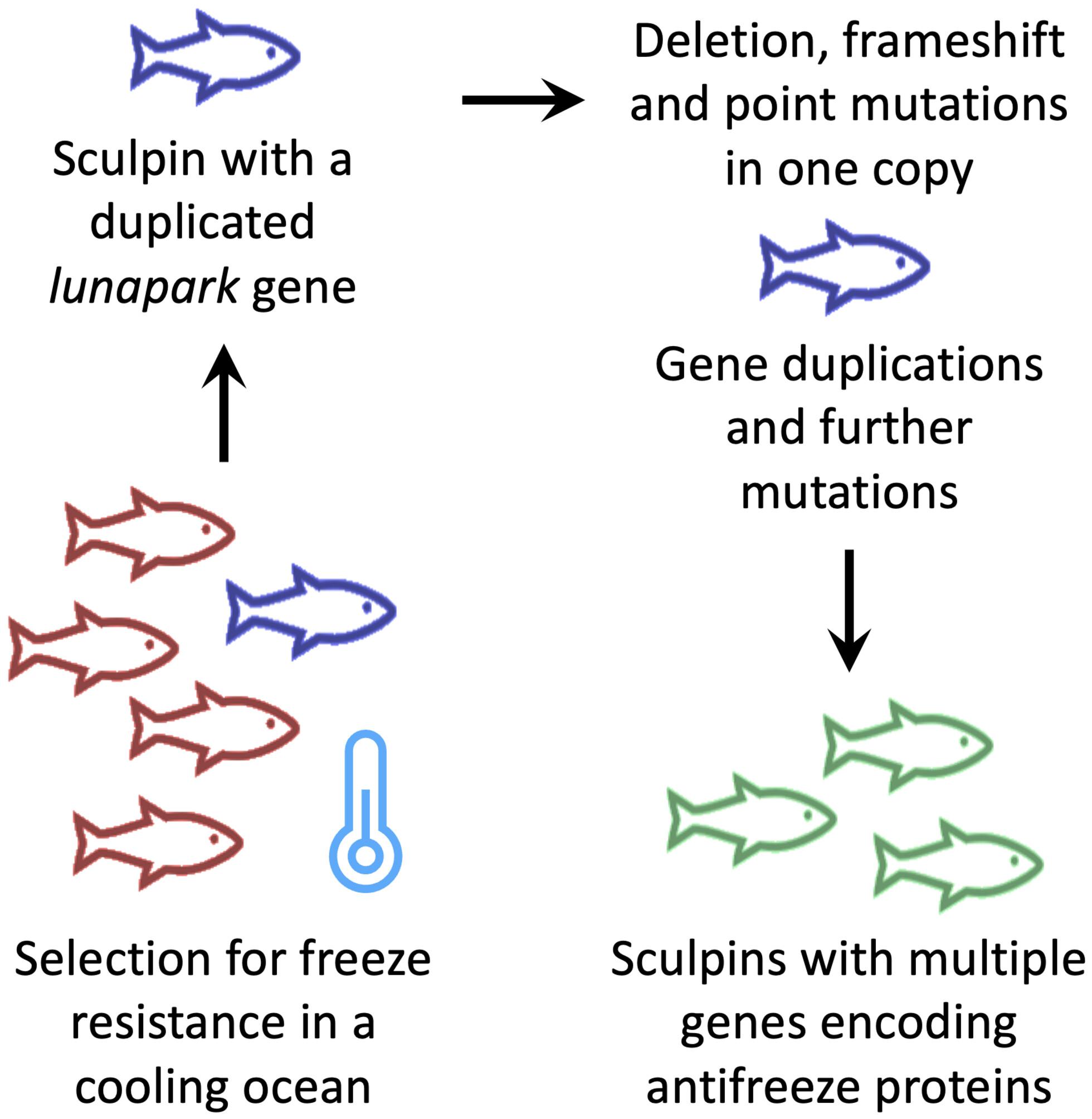 Further diversity in the origins of fish antifreeze proteins