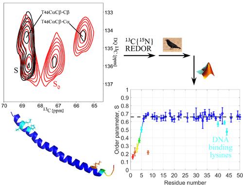 Dynamics in the Intact fd Bacteriophage Revealed by Pseudo 3D REDOR-Based Magic Angle Spinning NMR