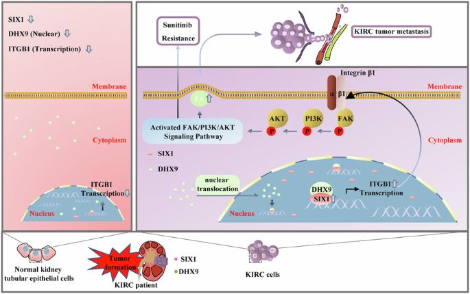 Cooperation between SIX1 and DHX9 transcriptionally regulates integrin-focal adhesion signaling mediated metastasis and sunitinib resistance in KIRC