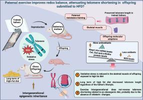 Paternal exercise induces antioxidant defenses by α-Klotho/Keap1 pathways in the skeletal muscle of offspring exposed to a high fat-diet without changing telomere length