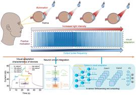 Harnessing a silicon carbide nanowire photoelectric synaptic device for novel visual adaptation spiking neural networks†