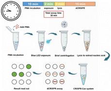 Fast and sensitive detection of viable Escherichia coli O157:H7 using a microwell-confined and propidium monoazide-assisted digital CRISPR microfluidic platform†