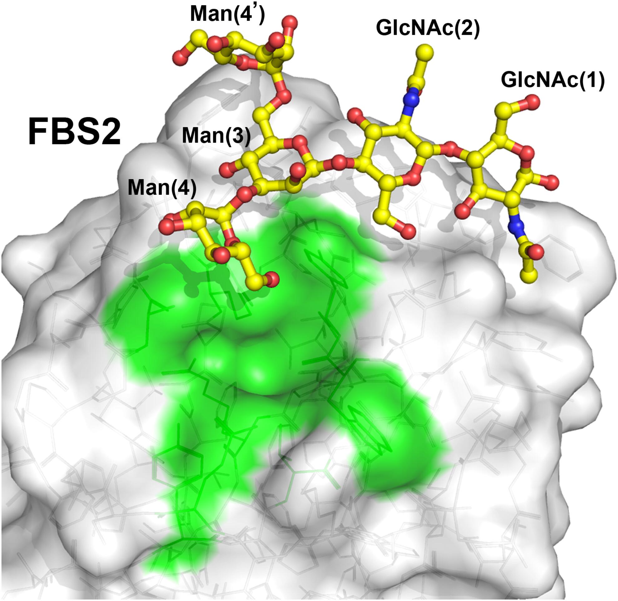 Structural basis of sugar recognition by SCFFBS2 ubiquitin ligase involved in NGLY1 deficiency