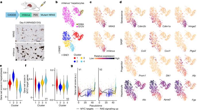 Titration of RAS alters senescent state and influences tumour initiation