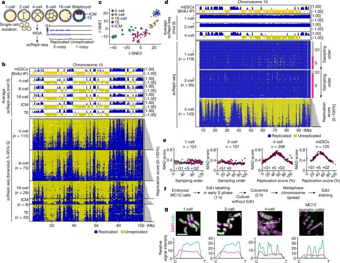 Embryonic genome instability upon DNA replication timing program emergence