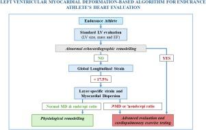 Advanced myocardial deformation echocardiography for evaluation of the athlete's heart: Functional and mechanistic analysis