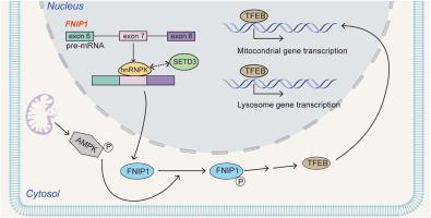 The methyltransferase SETD3 regulates mRNA alternative splicing through interacting with hnRNPK