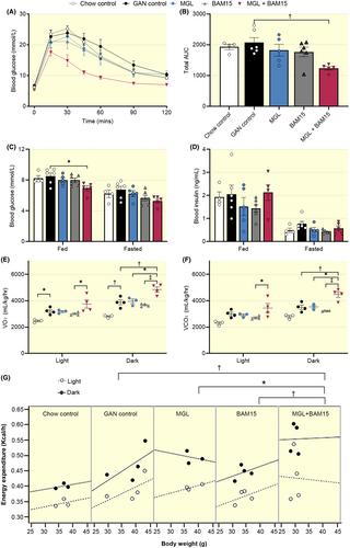 Beneficial effects of MGL-3196 and BAM15 combination in a mouse model of fatty liver disease