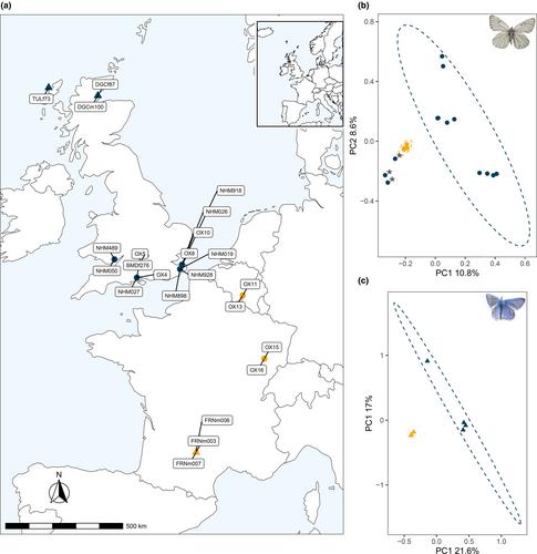 The last days of Aporia crataegi (L.) in Britain: Evaluating genomic erosion in an extirpated butterfly