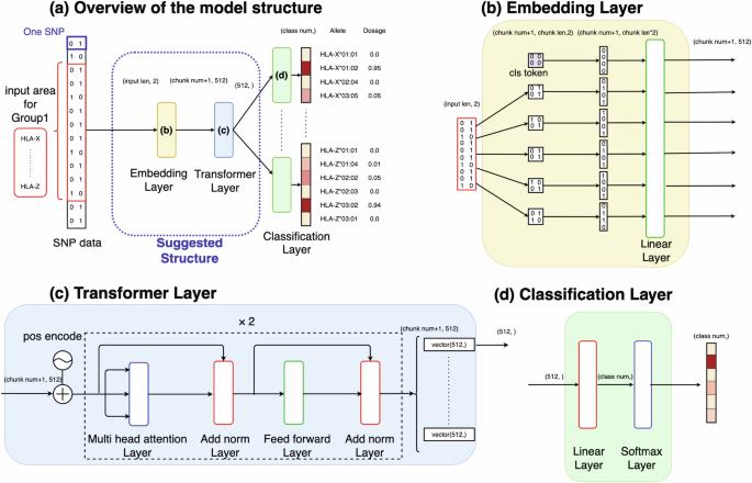 Efficient HLA imputation from sequential SNPs data by transformer