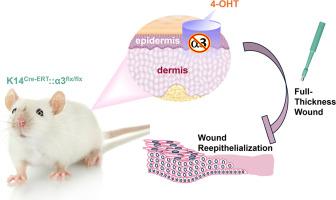 Keratinocyte Integrin α3β1 Promotes Efficient Healing of Wound Epidermis