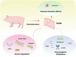 Bioactivity and in vitro immunological studies of xenogeneic decellularized extracellular matrix scaffolds for implantable applications