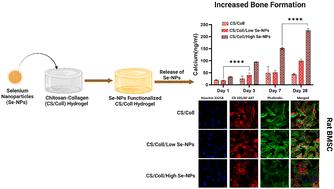 Selenium nanoparticle-functionalized injectable chitosan/collagen hydrogels as a novel therapeutic strategy to enhance stem cell osteoblastic differentiation for bone regeneration