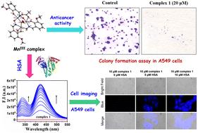 Small molecule interactions with biomacromolecules: selective sensing of human serum albumin by a hexanuclear manganese complex – photophysical and biological studies†