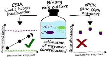 Does the number of cells of individual strains correlate with their contribution to the total substrate turnover within a microbial community?†