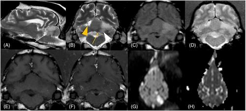 Mydriasis associated with ischemic cerebrovascular infarct affecting the ipsilateral cerebellar interposital nucleus in 2 dogs