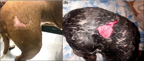 Novel COL5A1 variants and associated disease phenotypes in dogs with classical Ehlers-Danlos syndrome