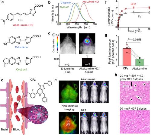 Is deep brain imaging on the brink of transformation with a bioluminescence molecule?