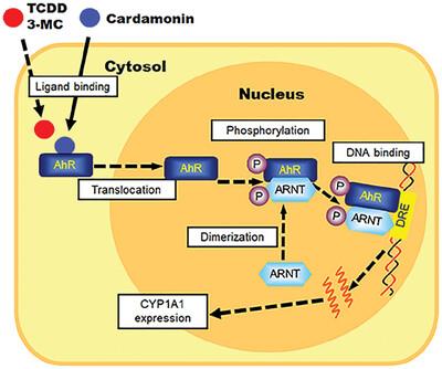 A Natural Chalcone Cardamonin Inhibited Transformation of Aryl Hydrocarbon Receptor Through Binding to the Receptor Competitively