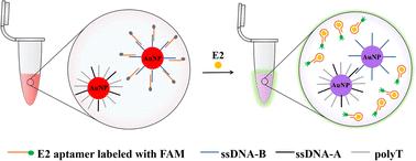 Fluorescence and colorimetric analysis of β-estradiol based on aptamer assembled spherical nucleic acids†