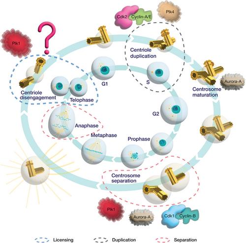 Balancing Plk1 activity levels: The secret of synchrony between the cell and the centrosome cycle