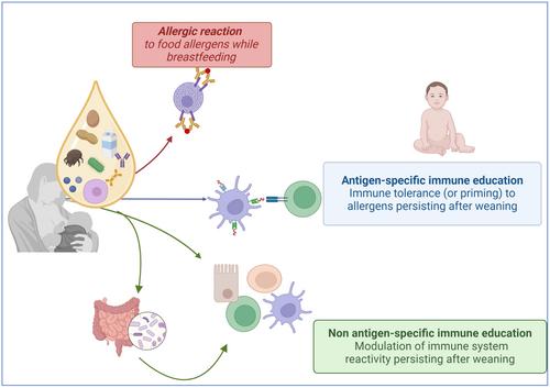 A newborn's perspective on immune responses to food