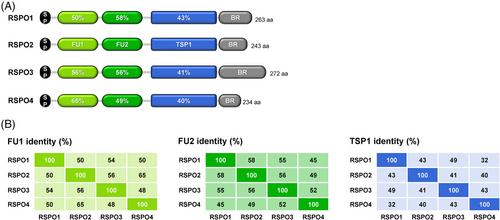 An "R-spondin code" for multimodal signaling ON-OFF states