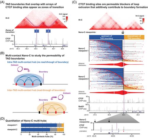 Permeable TAD boundaries and their impact on genome-associated functions