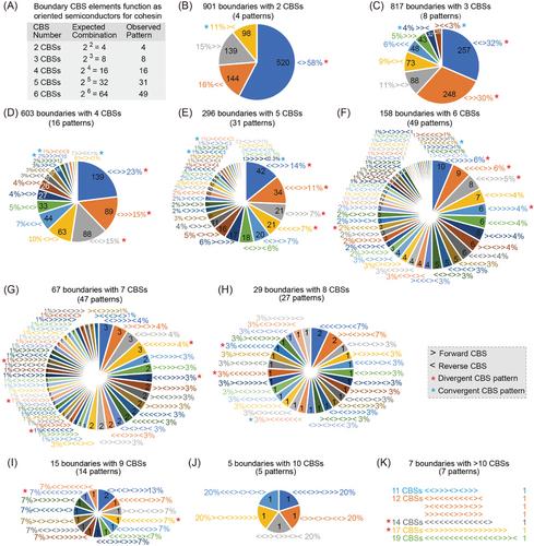 Pushing the TAD boundary: Decoding insulator codes of clustered CTCF sites in 3D genomes