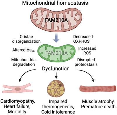 FAM210A: An emerging regulator of mitochondrial homeostasis