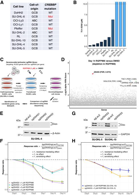 GNAS knockout potentiates HDAC3 inhibition through viral mimicry-related interferon responses in lymphoma