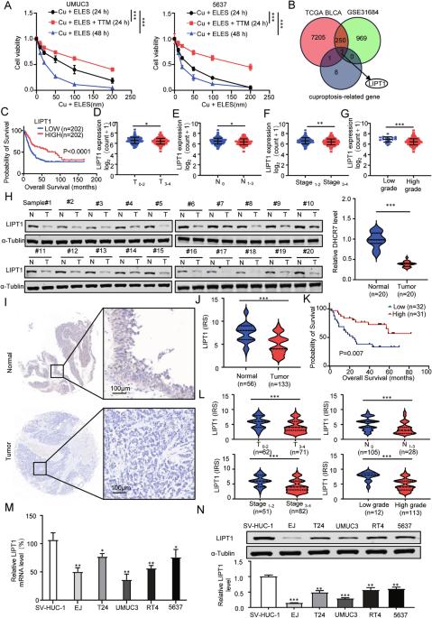 m6A modification of lipoyltransferase 1 inhibits bladder cancer progression by activating cuproptosis