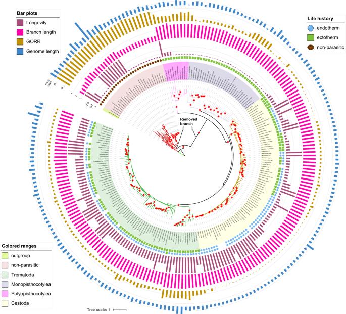 Drivers of interlineage variability in mitogenomic evolutionary rates in Platyhelminthes